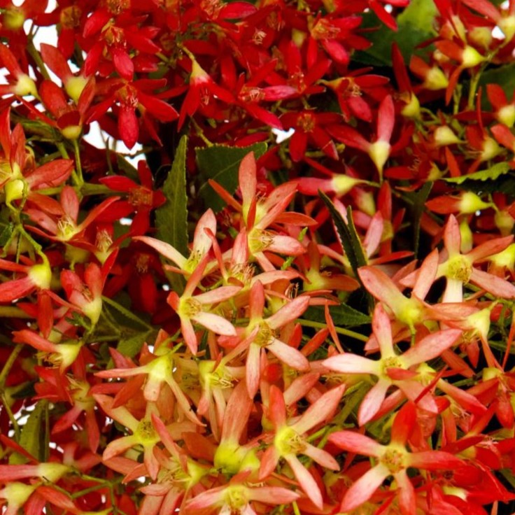 CHRISTMAS BUSH FRAGRANCE PHOTO