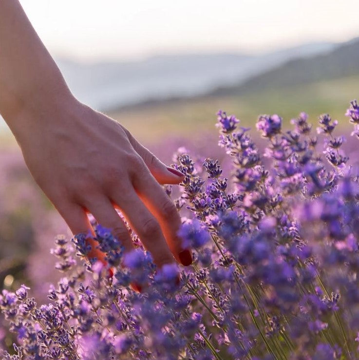 Lavender Fragrance Photo