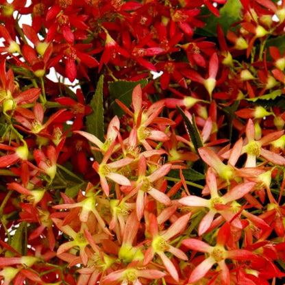 CHRISTMAS BUSH FRAGRANCE PHOTO